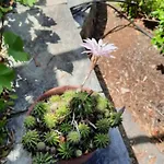 Imelda 度假居 *