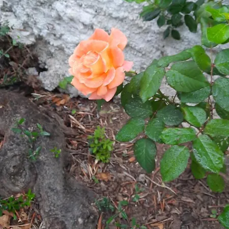 Imelda Semesterbostad Afissos