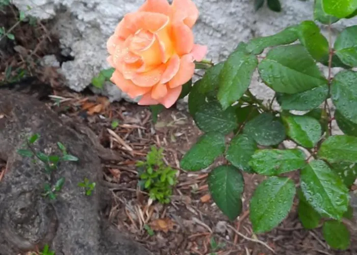 Imelda Semesterbostad Afissos